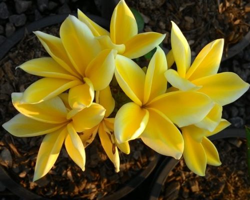 Plumeria seed Plumeria seed