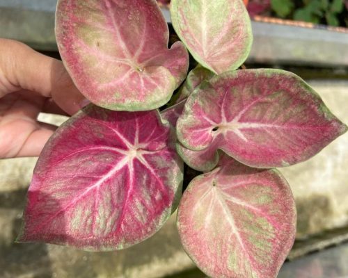 Caladium new variety for sale Caladium new variety for sale