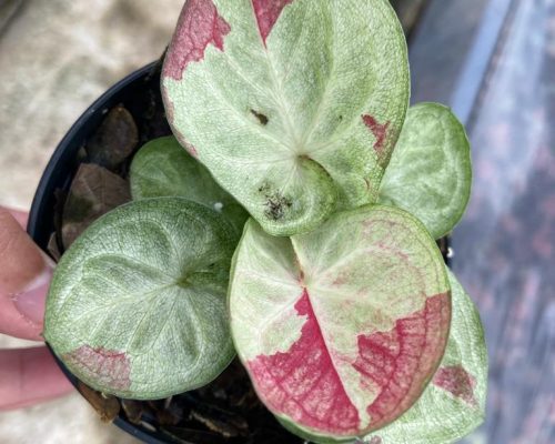 Caladium new variety for sale Caladium new variety for sale