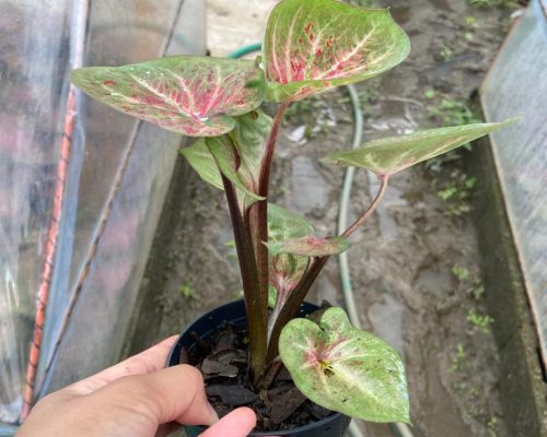 Caladium new variety for sale Caladium new variety for sale