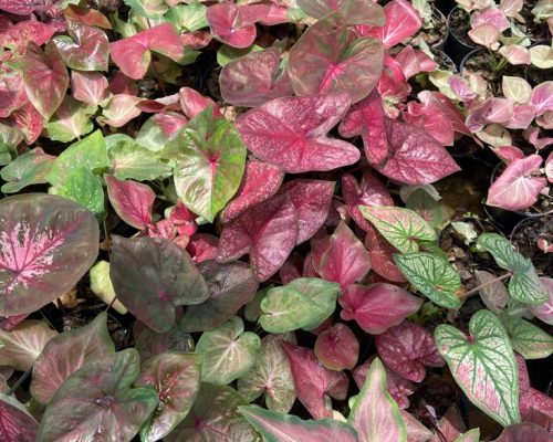Caladium new variety for sale Caladium new variety for sale