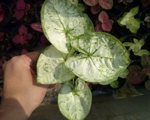 Caladium bulbs for sale to india Caladium bulbs for sale to india