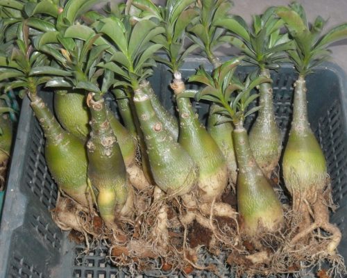 Adenium - TC garden