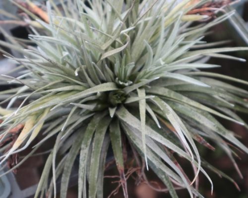 tillandsia exporting to singapore