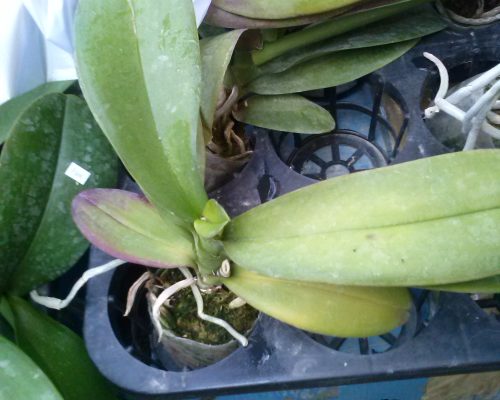 Orchid phalaenopsis freshness plant from thailand garden to india
