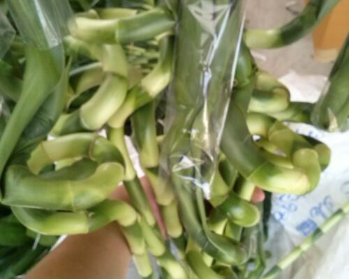 Lucky bamboo for dubai and Iran market