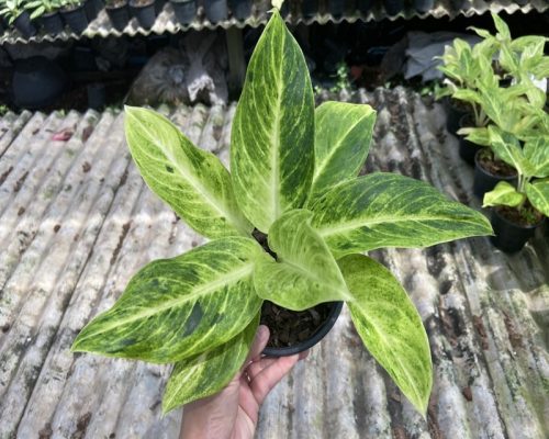 Thai green color aglaonemas